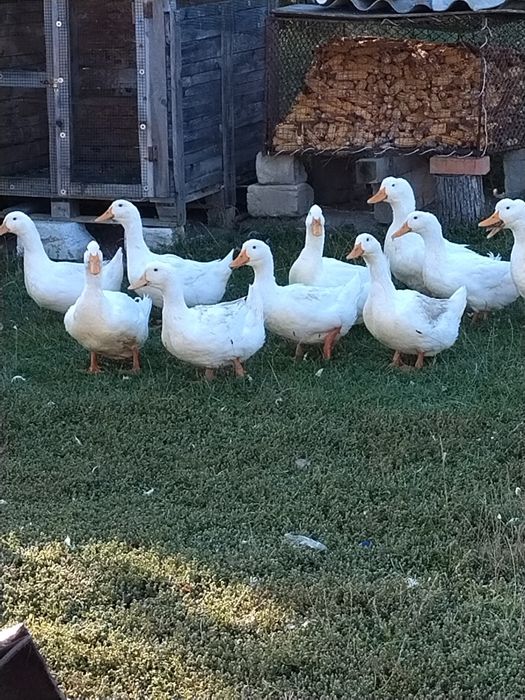 Vînd două rațe și un rătoi sau schimb