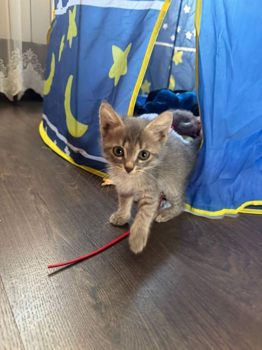 Отдам котят бесплатно