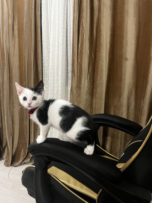 Котенок изет любящую семью