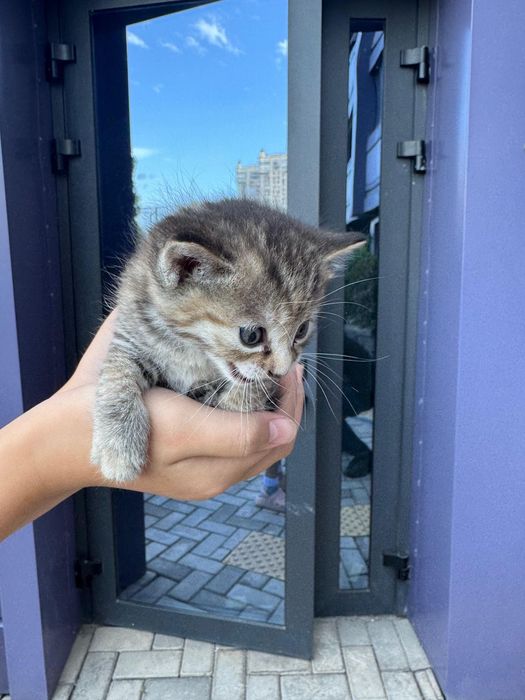 Дом котятам и любящую семью