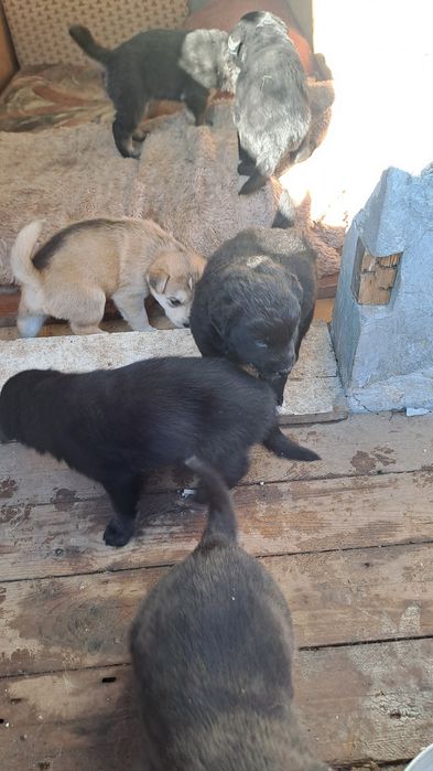 Подарявам кученцата