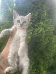 Donez 4 motanei , are 2 luni ,