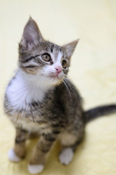 Пристраиваем котенка, девочка 2 мес, окрас Табби