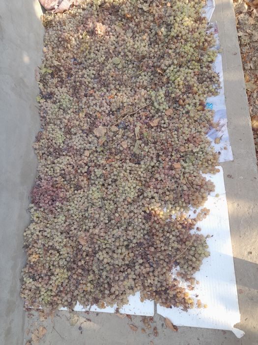 Ширин ва табиий куёшда пишган Таифий (Тойип) оқ узуми – асалдек мазали