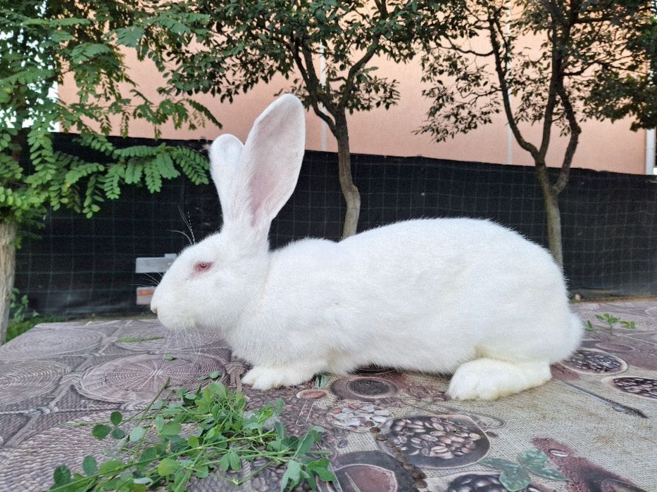 Vând iepuri urias german alb