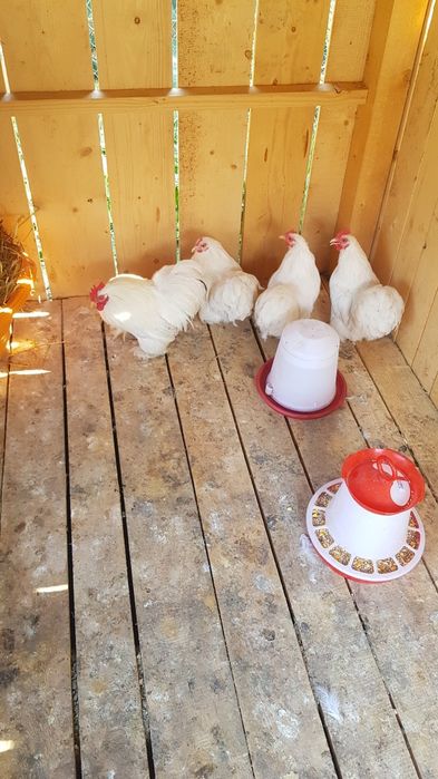 Schimb gaine de rasă Cochinchina pitică