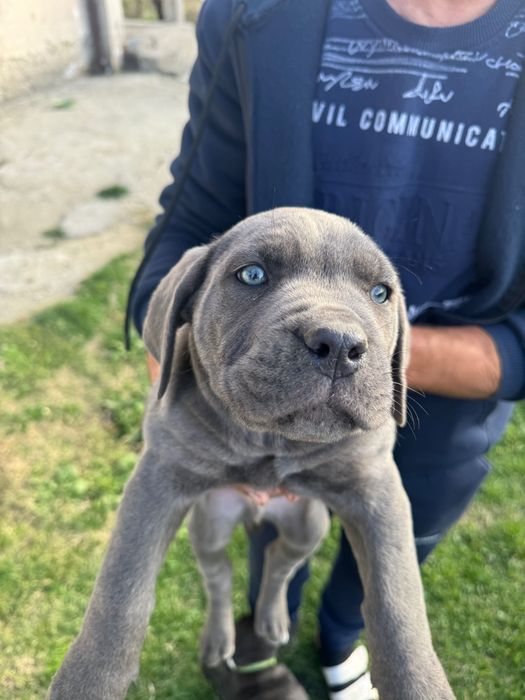 Кученца Кане корсо