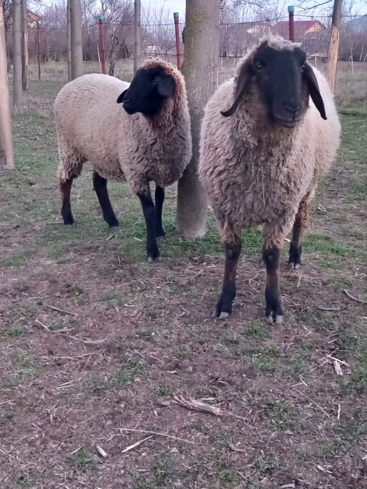 Vând berbec Carabas de aprox.2ani