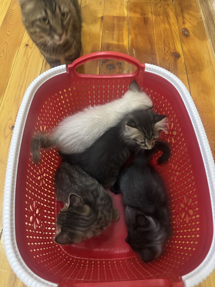 Котенки в добрые руки