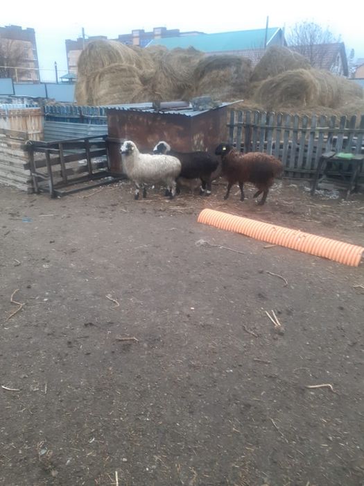 Продаются Бараны