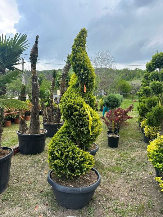 Spirale peisagistice – Eleganță care durează în timp