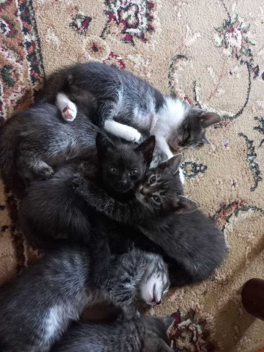 Котята 2 месячные