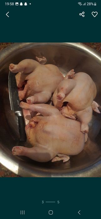 Куры бройлеры домашние свежие