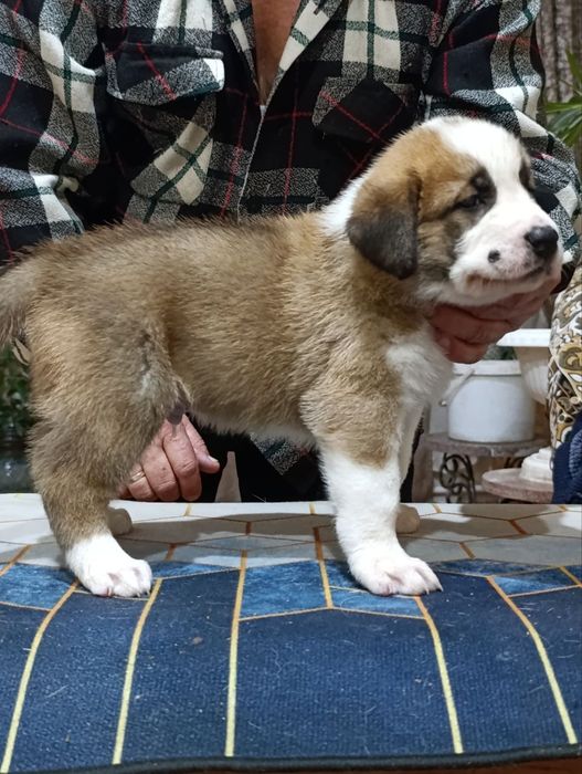 Продаются щенки азиатского Алабая