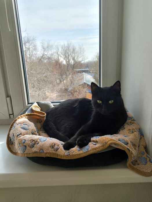 2 кошечки ищут дом, отдадим в хорошие руки