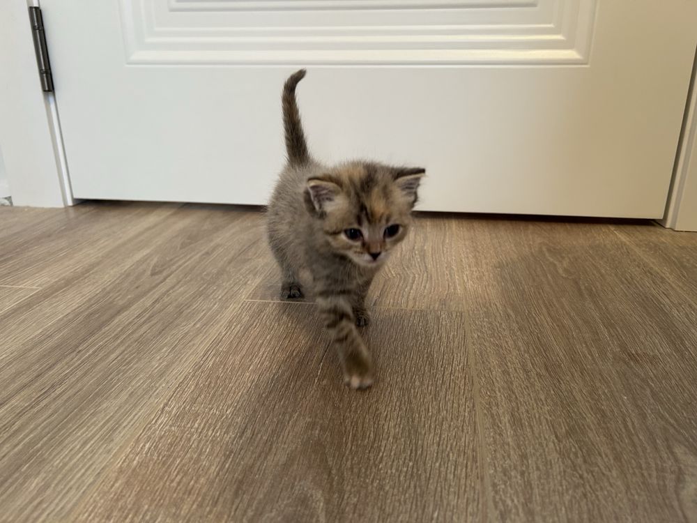 Отдам котенка в любящий домик