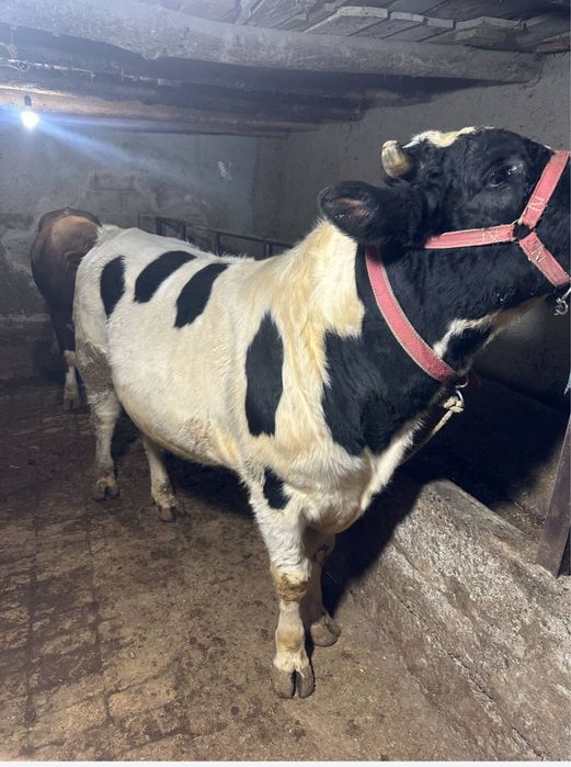 Бука сотилади местный