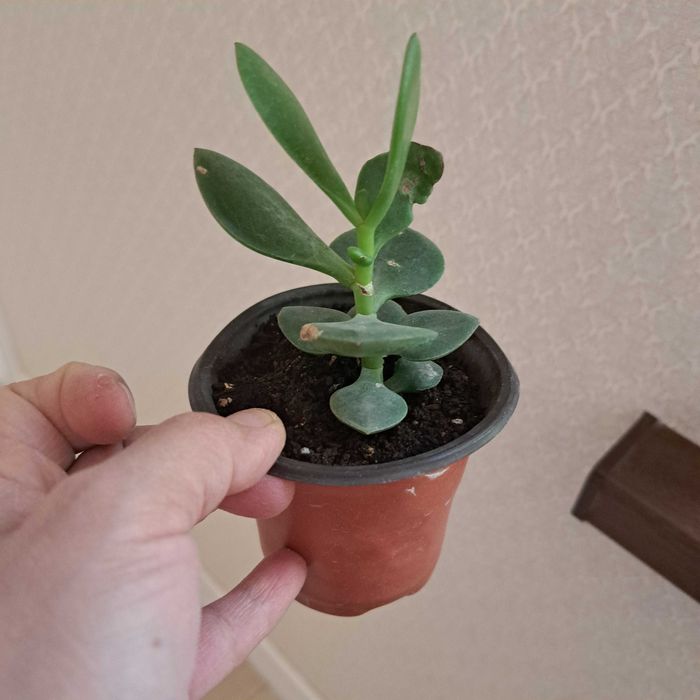 Каланхой цветут как на фото