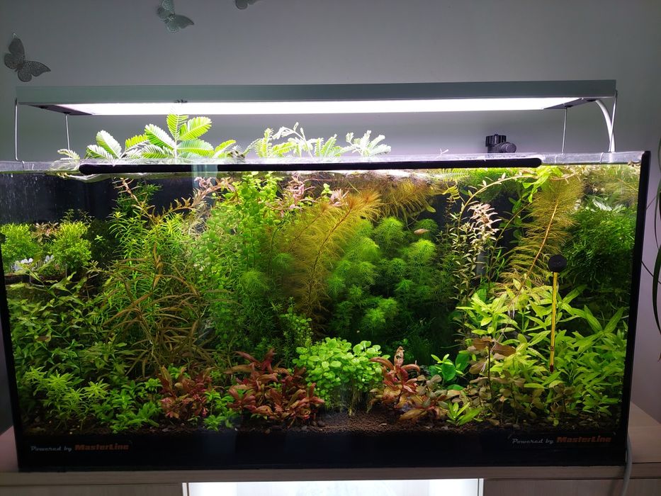 Grindal, microviermi, accesorii acvariu