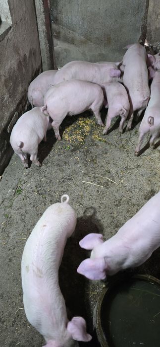 Продавам малки прасета