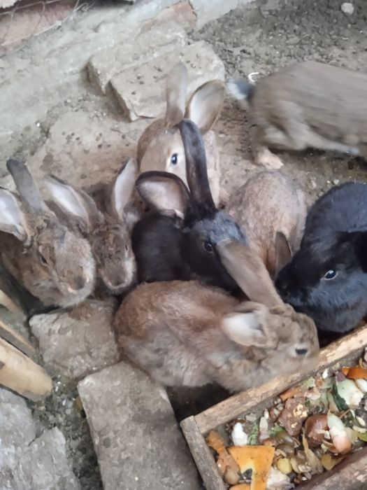 Продаются крольчата по 60000 тысяч