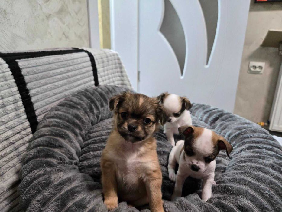 Продавам кученца чихуахуа