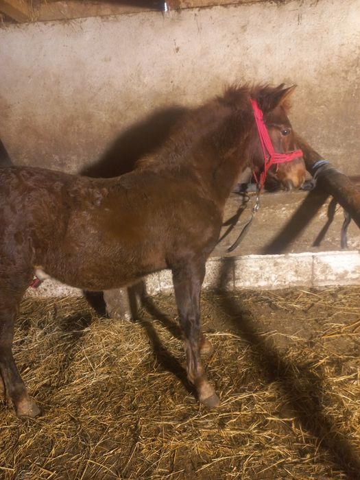 Vând cârlan de 5 luni forte frumos