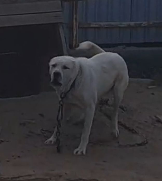 Ұрғашы ит сатылады.