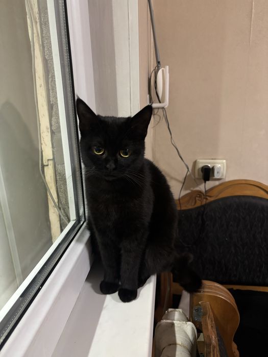 Отдам Кота и Кошку