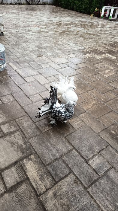 Vând porumbei  frumosi