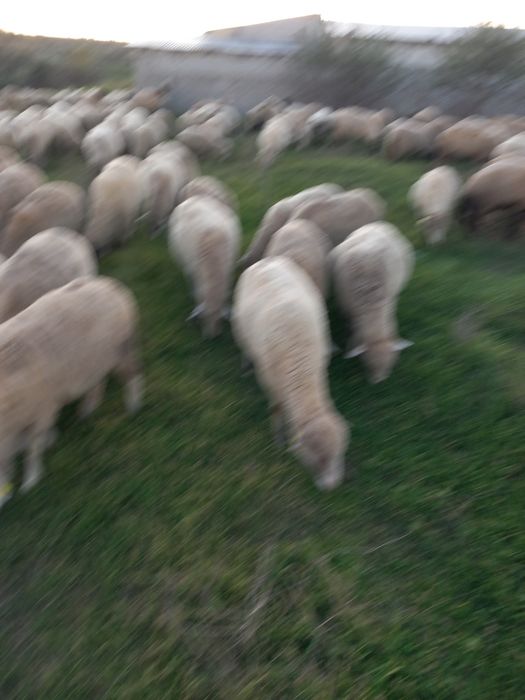 Vand 170 de oi la pretul de 650 de lei