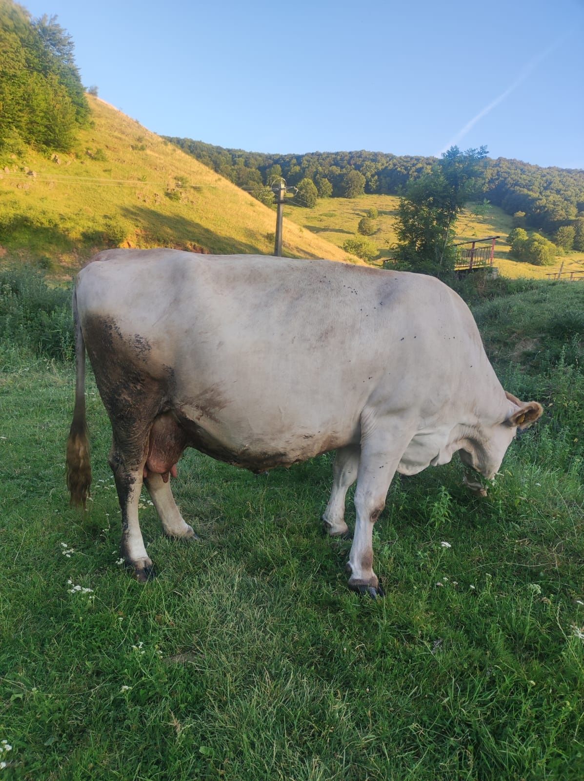 Vaca bună de lapte