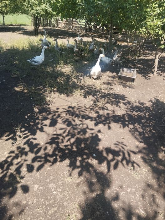 De vânzare gâște tinere