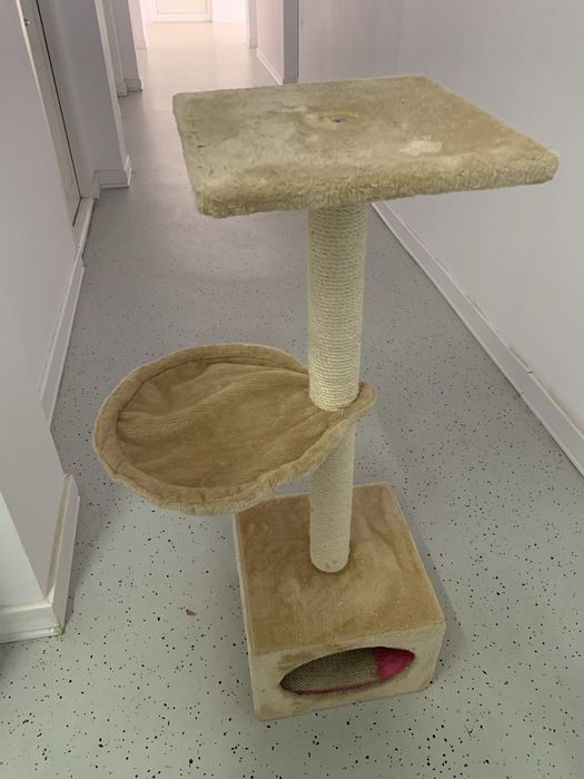 Ansamblu joaca pisici