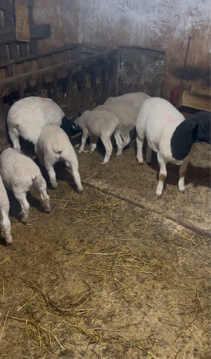 Vand berbecuti Dorper la alegere