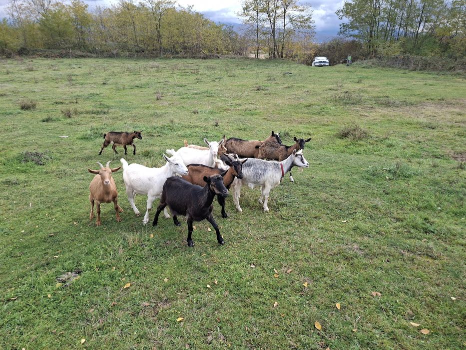 Vand      12      capre