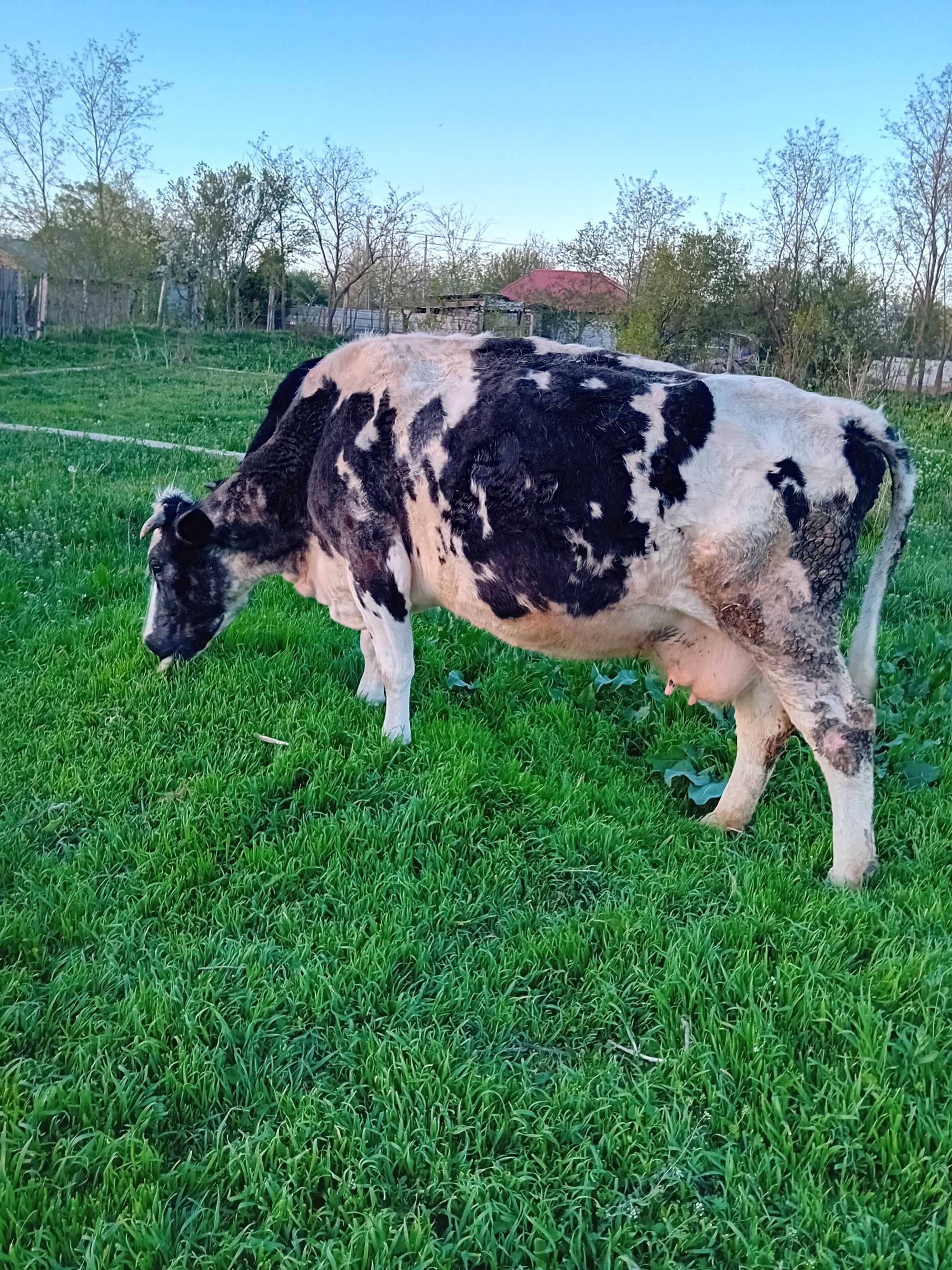 Vacă De vânzare Holstein