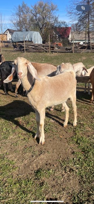 Iede anglonubiene f3-4