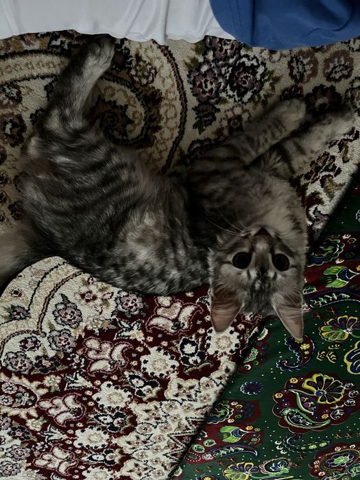 продается кошка,  5 мес.