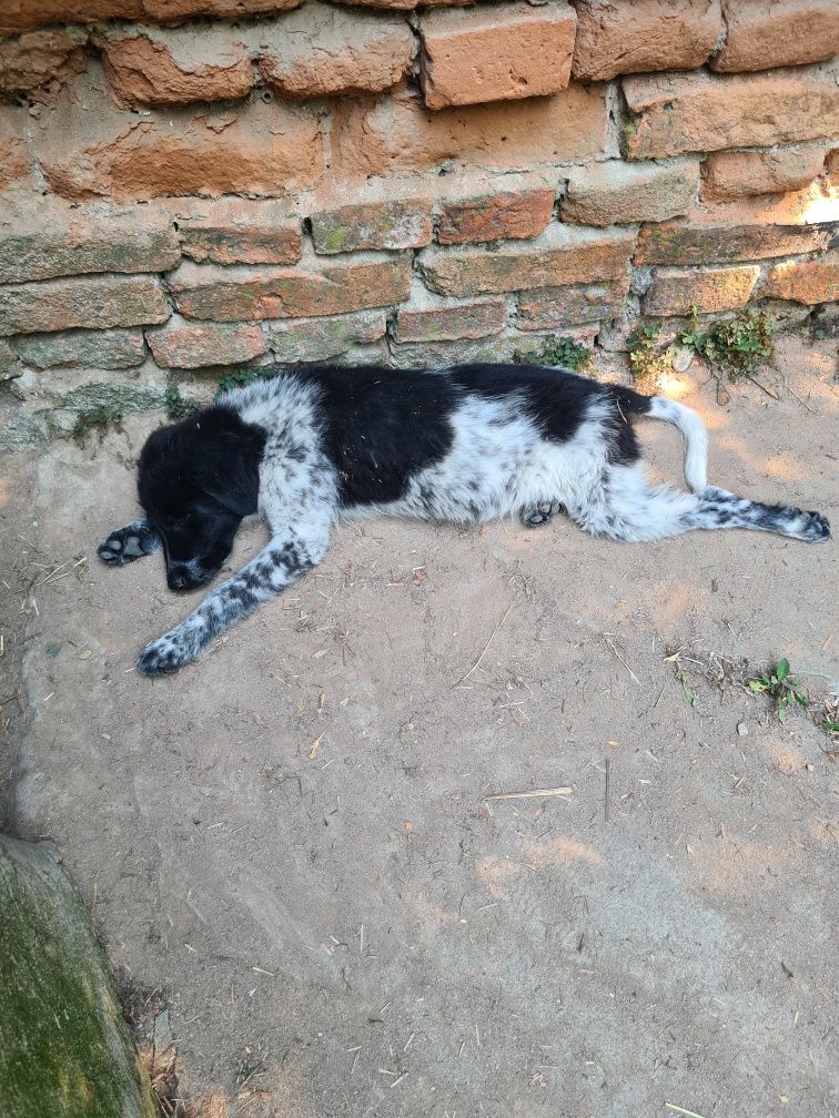 Donez căței ,varsta 4 luni ,mamă  ciobănesc romanesc