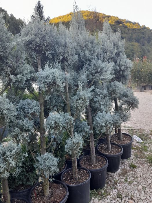 Tuia,mesteacăn,tei,arțar,