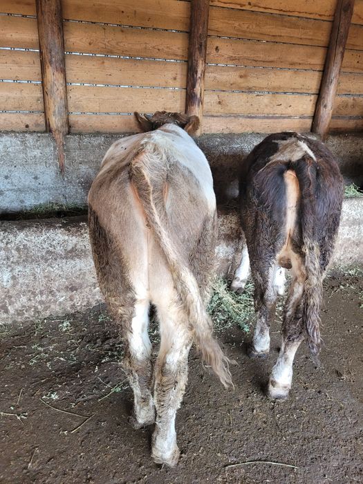 Vand 6 tauri foarte buni