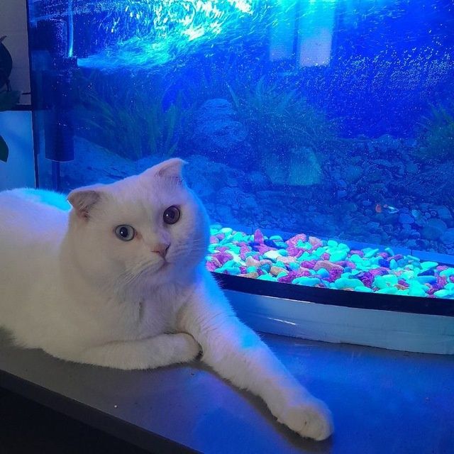 Кошка фолд очень умный