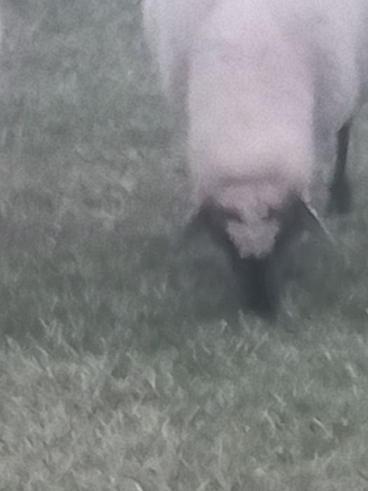 Oi de vânzare tinere