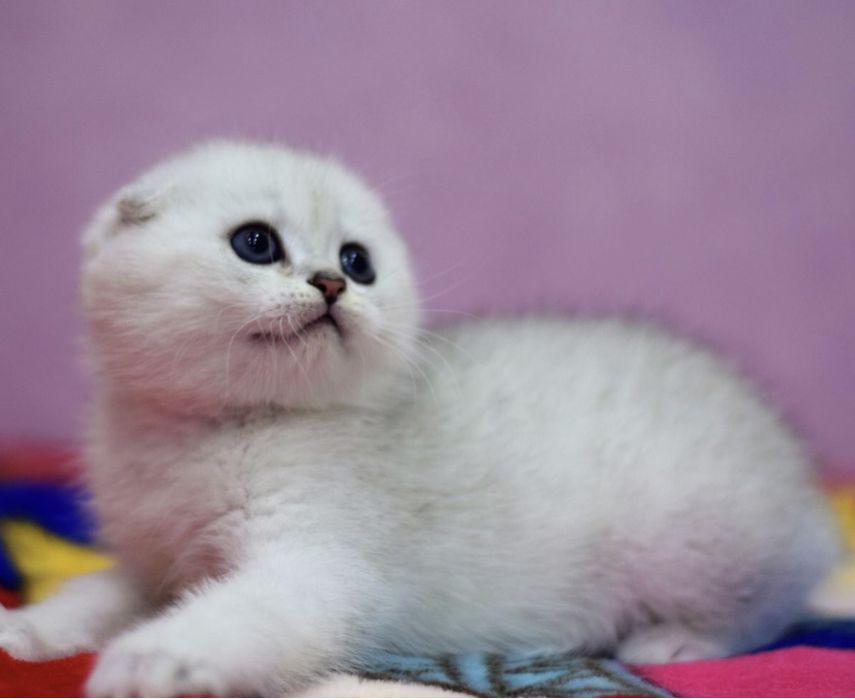 Котята плюшевые шиншилята