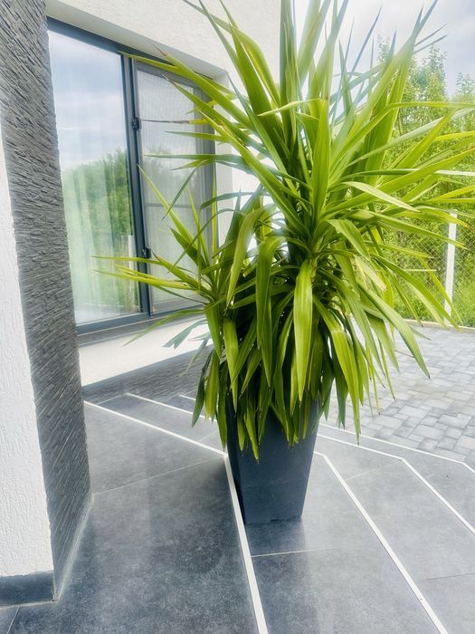 Palmier Yucca natural