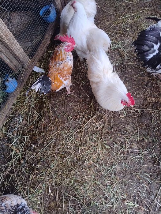 Vând cocoși cochinchina pitic