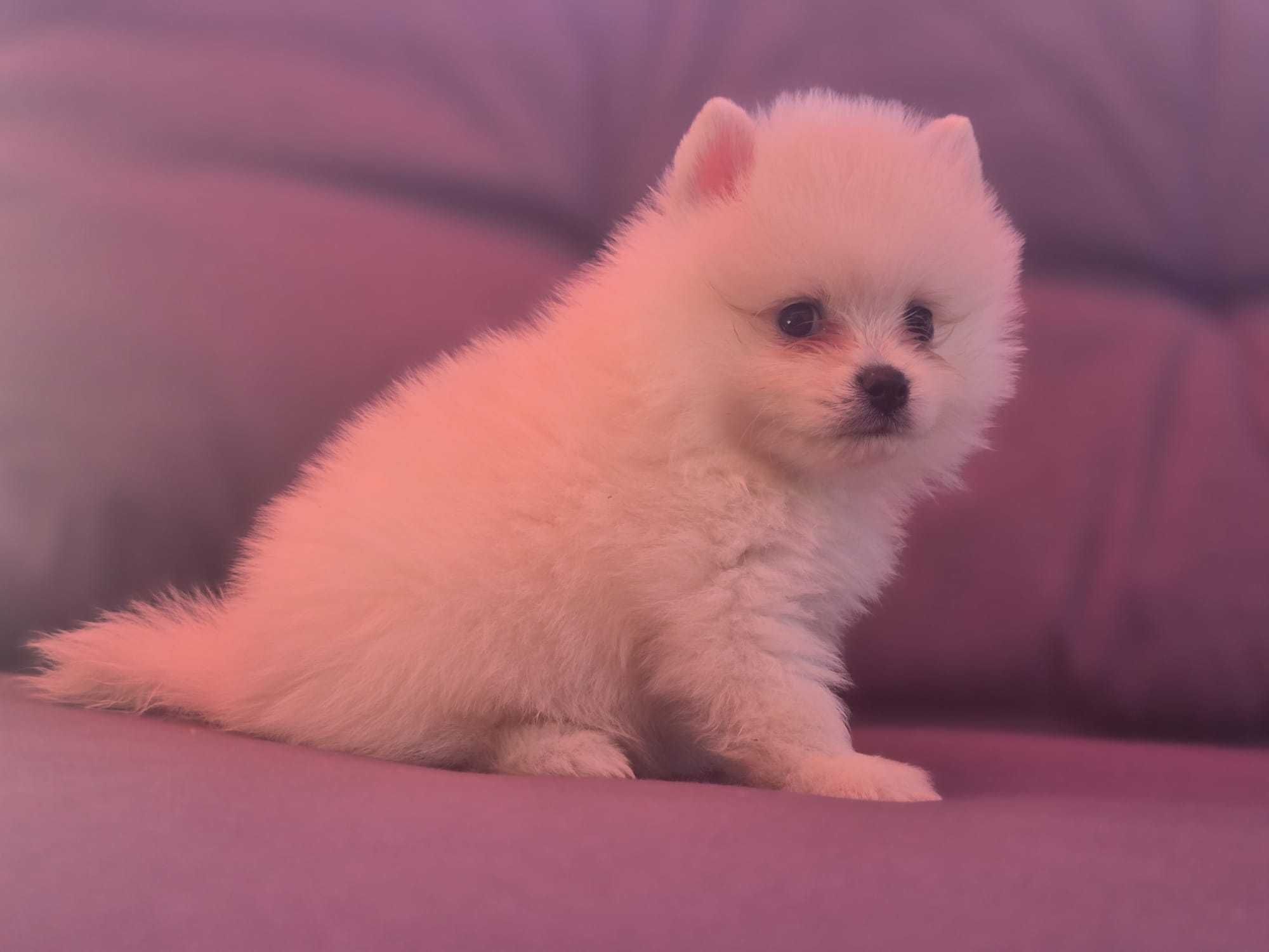 Pui Pomeranian toy alb