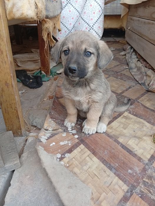 Добрые щенята очень