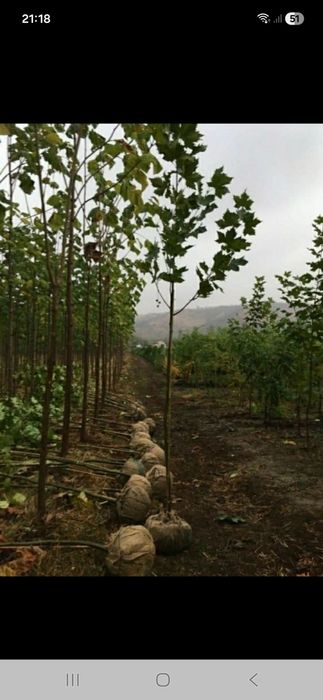 Vând plante ornametale